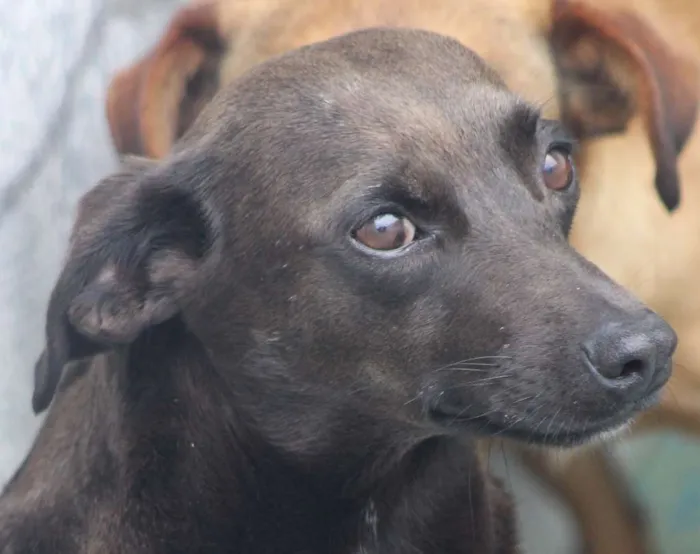 Cachorro ra a  idade 3 anos nome Cuca