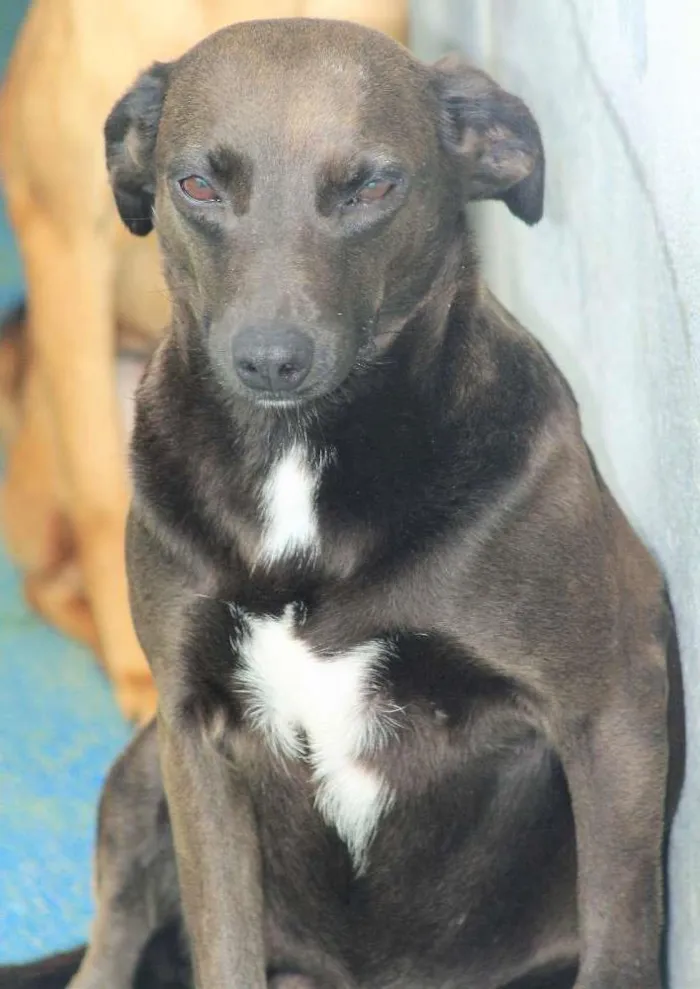 Cachorro ra a  idade 3 anos nome Cuca