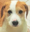 Ziggy Bebezinho