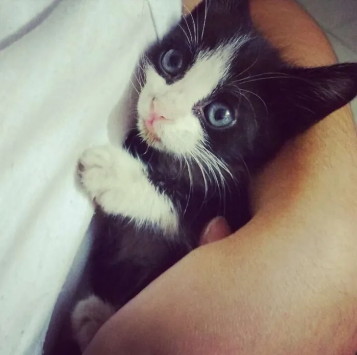 Gato ra a Vira lata idade Abaixo de 2 meses nome Theo