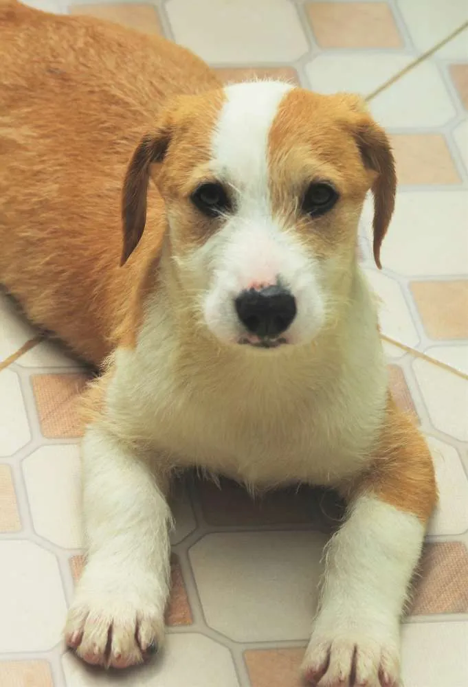 Cachorro ra a  idade 2 a 6 meses nome Ziggy Bebezinho