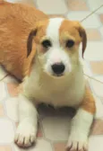 Ziggy Bebezinho