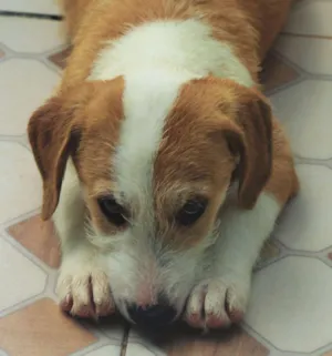 Cachorro raça  idade 2 a 6 meses nome Ziggy Bebezinho
