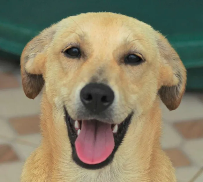 Cachorro ra a  idade 2 a 6 meses nome Ariane Bebezinha