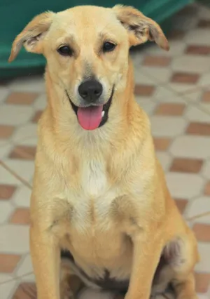Cachorro raça  idade 2 a 6 meses nome Ariane Bebezinha