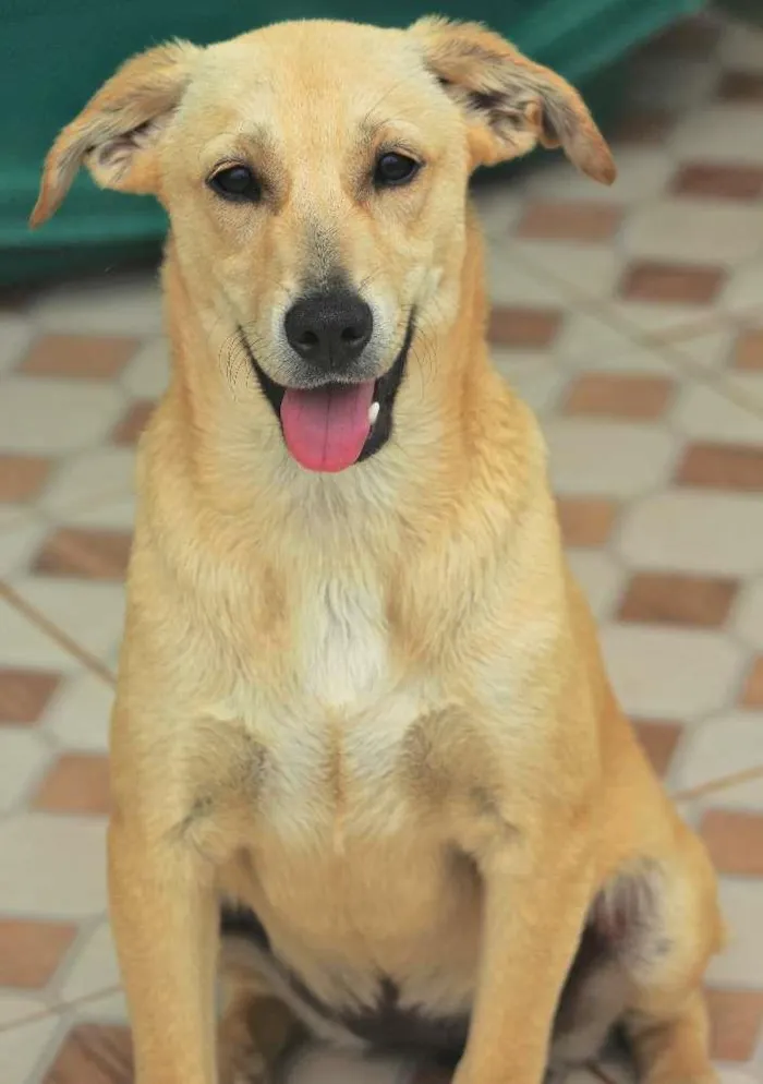 Cachorro ra a  idade 2 a 6 meses nome Ariane Bebezinha
