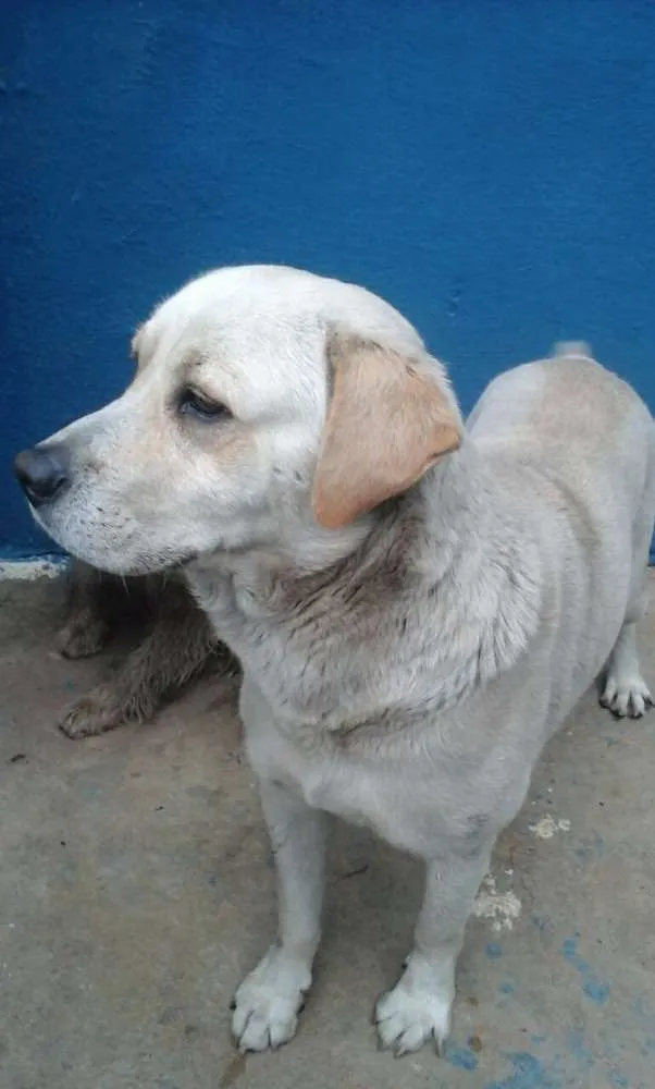 Cachorro ra a SRD idade 3 anos nome BOLT