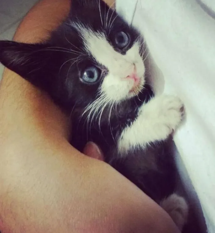 Gato ra a Vira lata idade Abaixo de 2 meses nome Theo