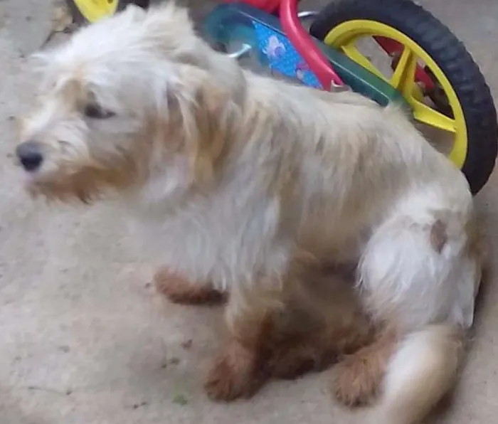 Cachorro ra a  idade 7 a 11 meses nome jose roberto