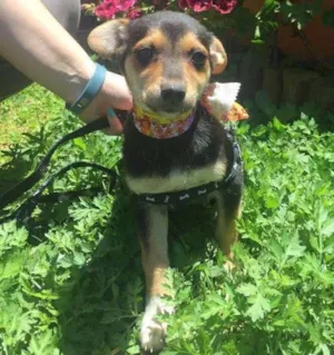 Cachorro raça SRD idade 2 a 6 meses nome Bebes Gisele