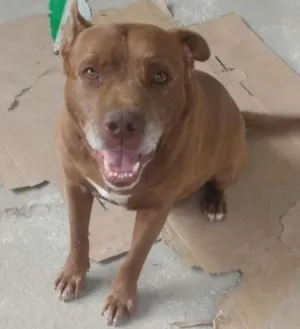 Cachorro raça Pit-Bull idade 3 anos nome Atila