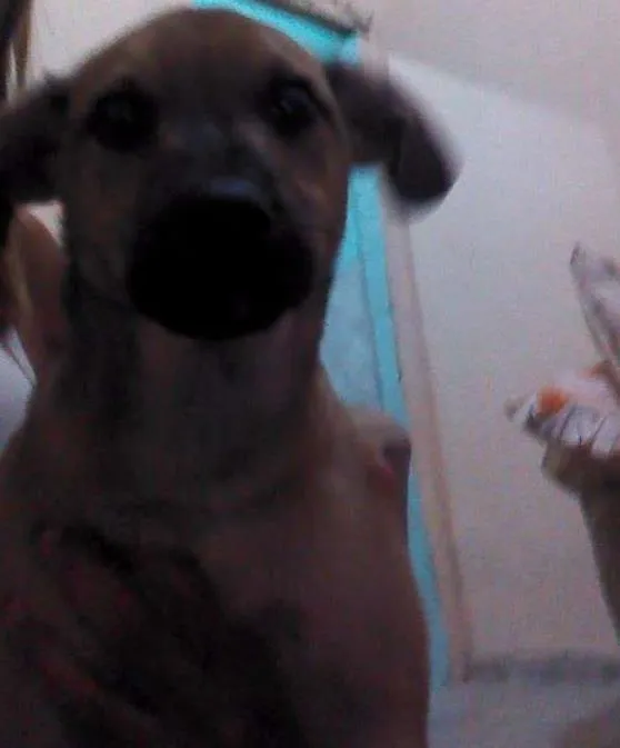 Cachorro ra a Vira lata  idade 2 a 6 meses nome Beethoven 