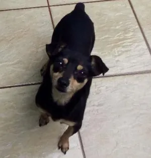 Cachorro raça Pincher idade 2 anos nome Lola