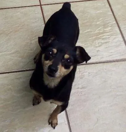 Cachorro ra a Pincher idade 2 anos nome Lola