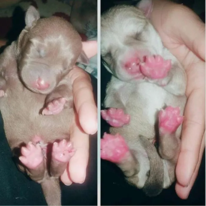 Cachorro ra a Indefinido com Red nuse idade Abaixo de 2 meses nome Sem nome