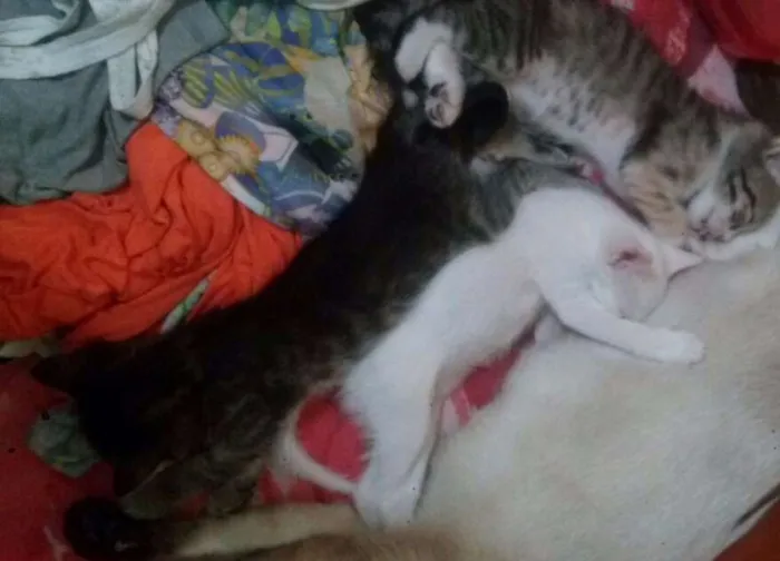 Gato raça Siamês com vira-lata idade Abaixo de 2 meses nome sem nome