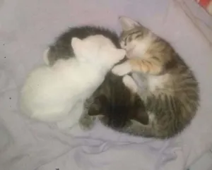 Gato raça Siamês com vira-lata idade Abaixo de 2 meses nome sem nome