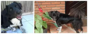Cachorro raça SRD idade 2 anos nome Johny Cookie