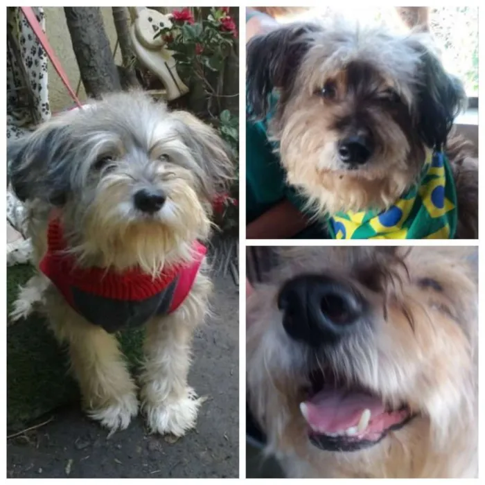 Cachorro ra a MIX POODLE idade 3 anos nome Benji
