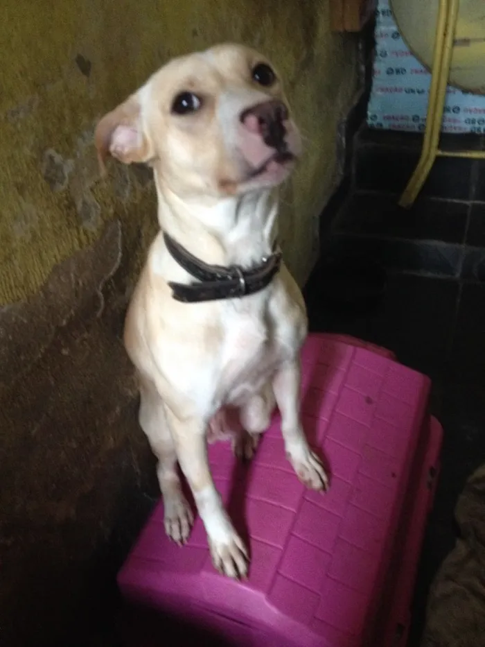 Cachorro ra a Vira lata idade 1 ano nome Nick