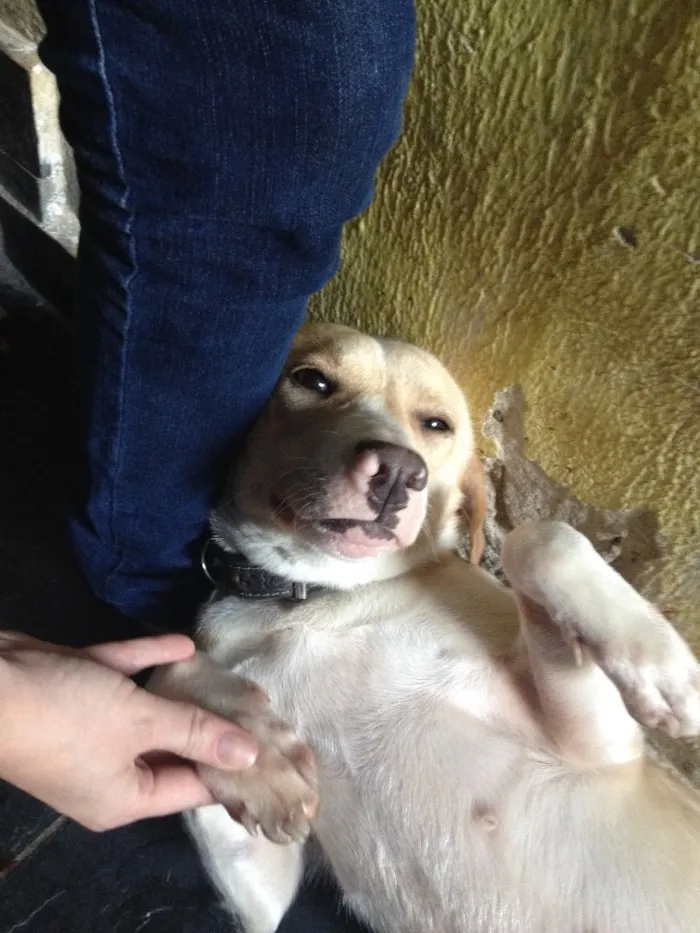 Cachorro ra a Vira lata idade 1 ano nome Nick