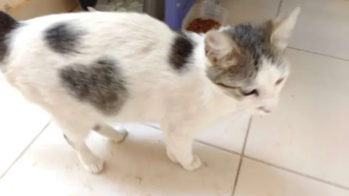 Gato raça indefinida idade Abaixo de 2 meses nome sem nome