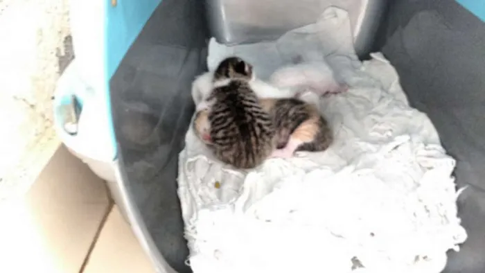 Gato raça indefinida idade Abaixo de 2 meses nome sem nome