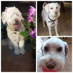 Cachorro raça MIX POODLE idade 1 ano nome JULY