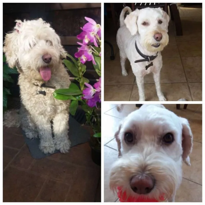 Cachorro ra a MIX POODLE idade 1 ano nome JULY