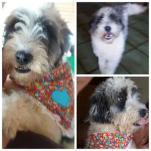 Cachorro raça MIX POODLE idade  nome SANDY