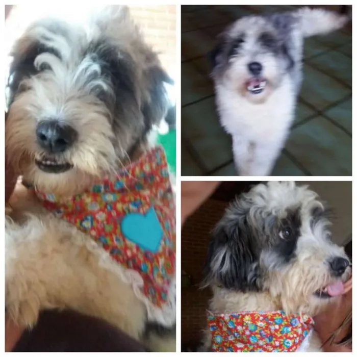 Cachorro raça MIX POODLE idade  nome SANDY