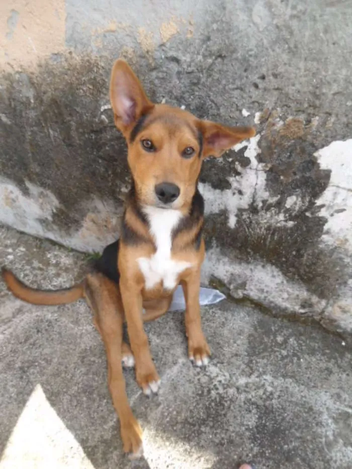 Cachorro ra a viralata idade 7 a 11 meses nome stark