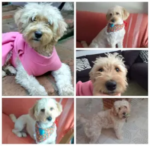 Cachorro raça MIX POODLE idade 1 ano nome LAKA