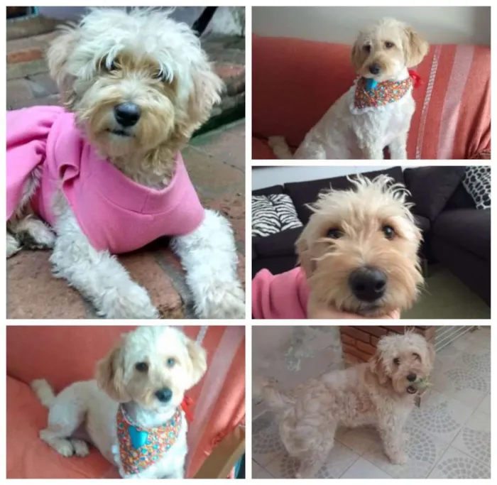 Cachorro ra a MIX POODLE idade 1 ano nome LAKA