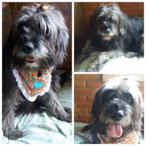 Cachorro raça MIX POODLE idade 3 anos nome PEPA