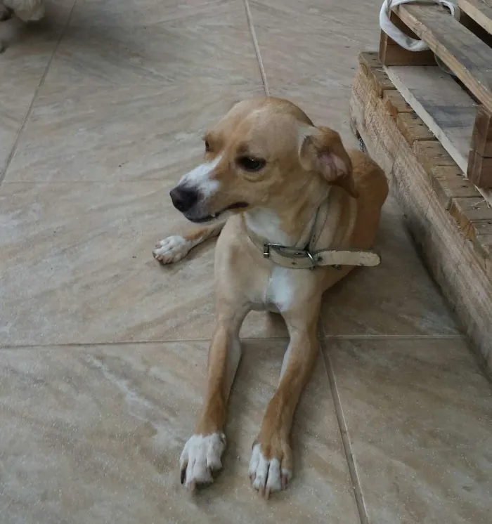 Cachorro ra a vira lata idade 3 anos nome wolverine