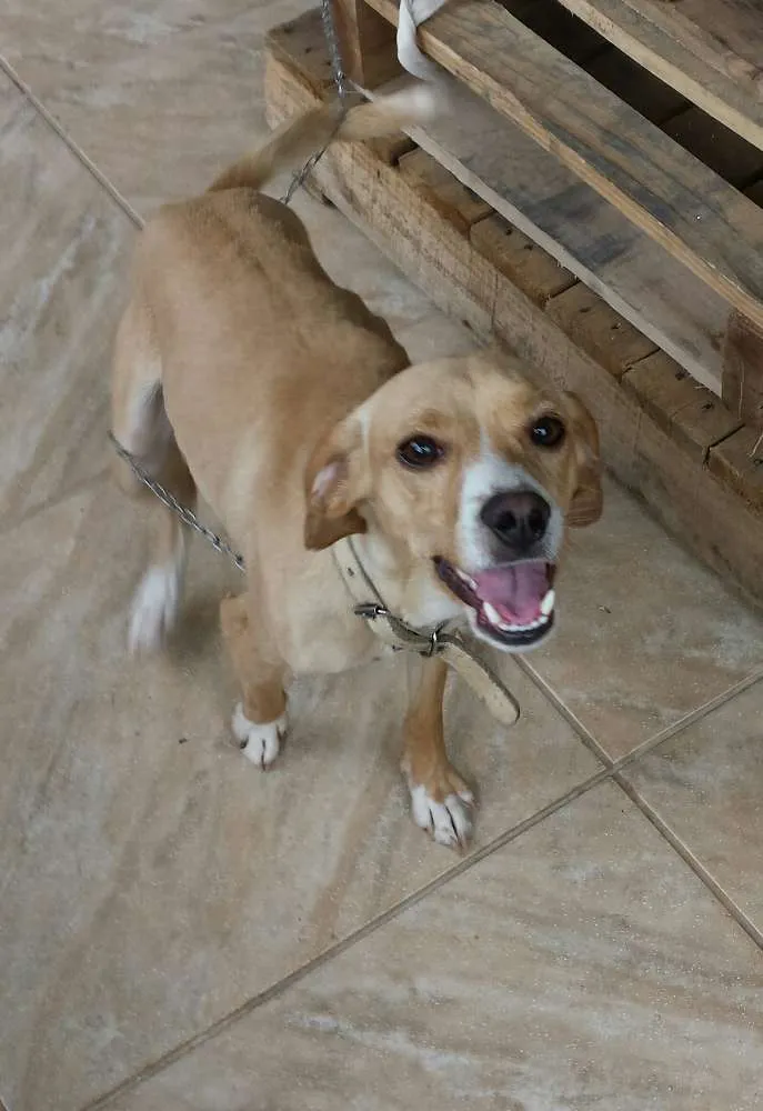 Cachorro ra a vira lata idade 3 anos nome wolverine