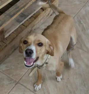 Cachorro raça vira lata idade 3 anos nome wolverine