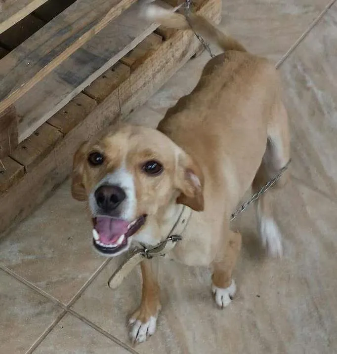 Cachorro ra a vira lata idade 3 anos nome wolverine