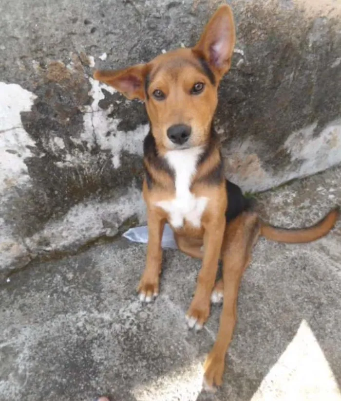 Cachorro ra a viralata idade 7 a 11 meses nome stark