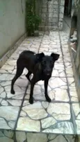 Cachorro raça Vira-lata idade 2 a 6 meses nome Zeus