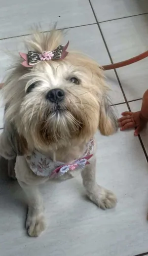 Cachorro raça Lhasa Apso idade 2 anos nome FRIDA GRATIFICA