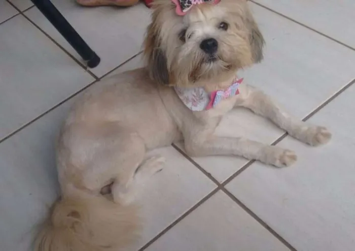 Cachorro ra a Lhasa Apso idade 2 anos nome FRIDA GRATIFICA