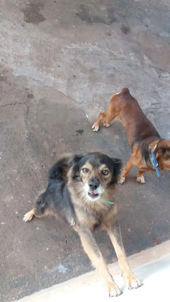 Cachorro ra a Vira lata idade 2 anos nome Pica pau