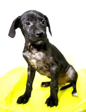Cachorro raça SRD idade Abaixo de 2 meses nome 001 