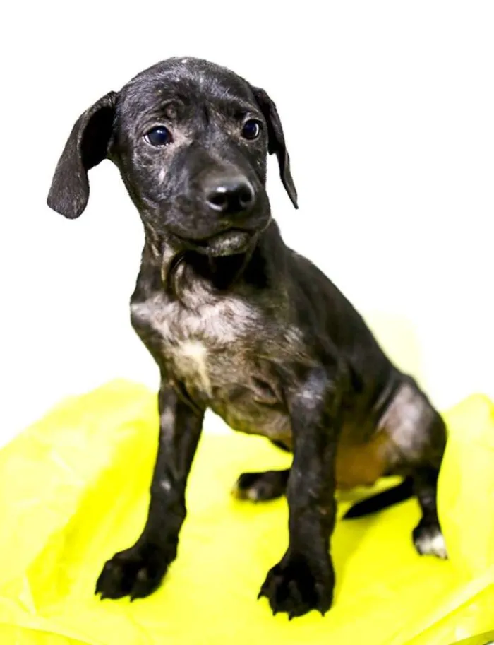 Cachorro ra a SRD idade Abaixo de 2 meses nome 001 