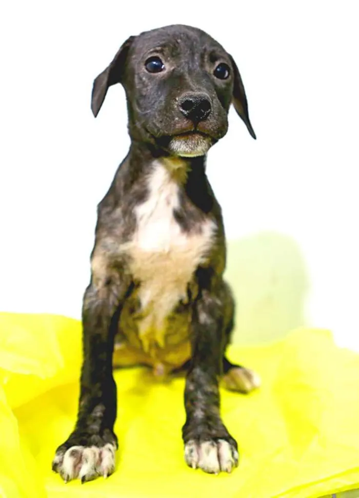 Cachorro ra a SRD idade Abaixo de 2 meses nome 001 
