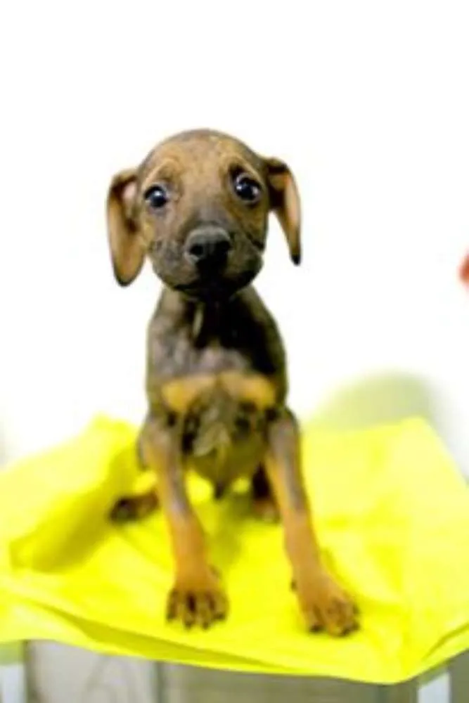 Cachorro ra a SRD idade Abaixo de 2 meses nome 001 