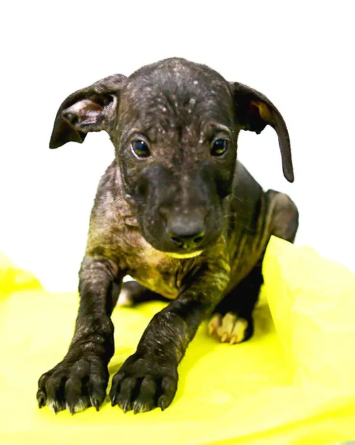 Cachorro ra a SRD idade Abaixo de 2 meses nome 001 
