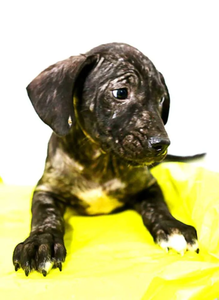 Cachorro ra a SRD idade Abaixo de 2 meses nome 001 